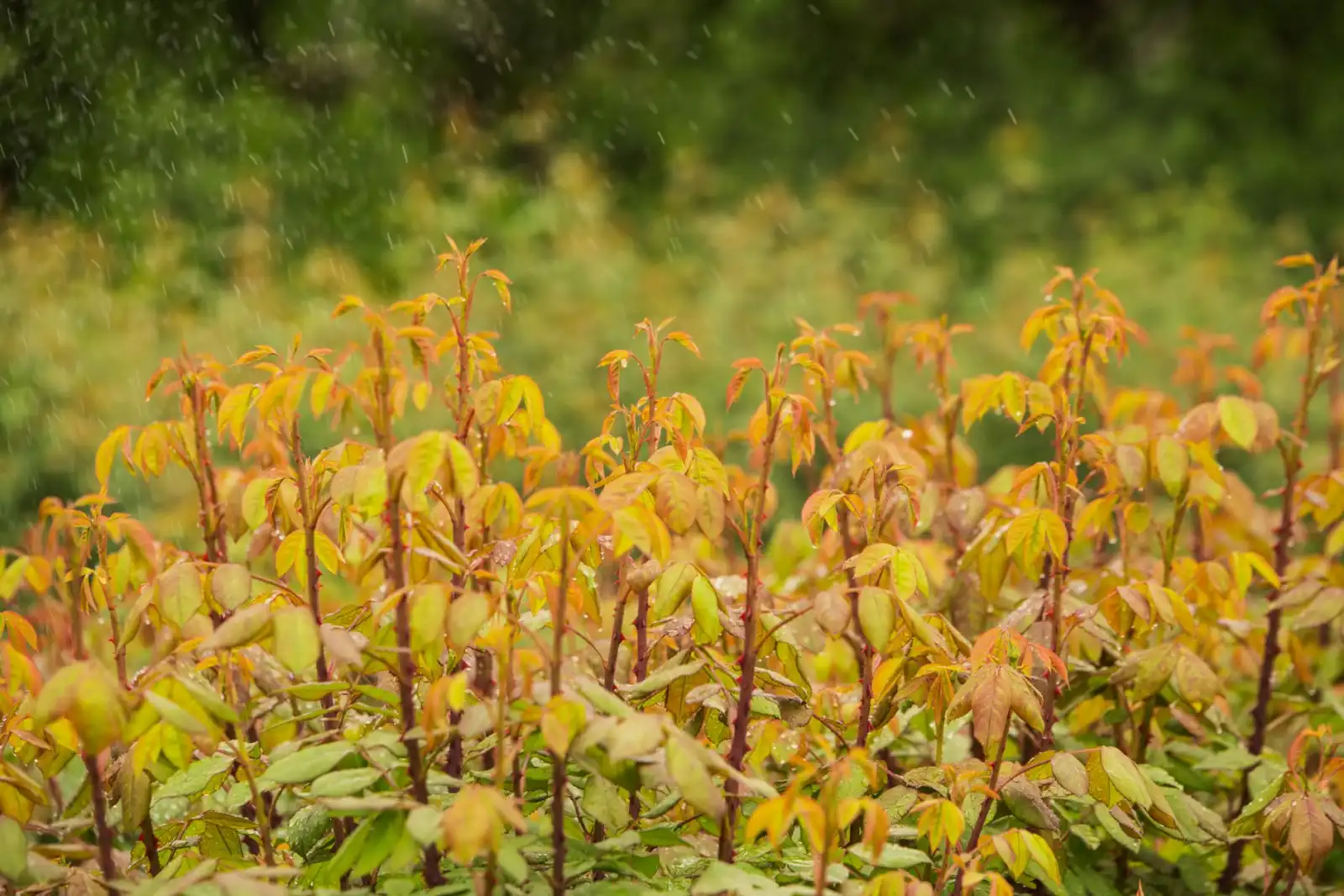 湖北地区园林景观设计新趋势：海绵城市理念与乡土植物应用解析正文配图 1