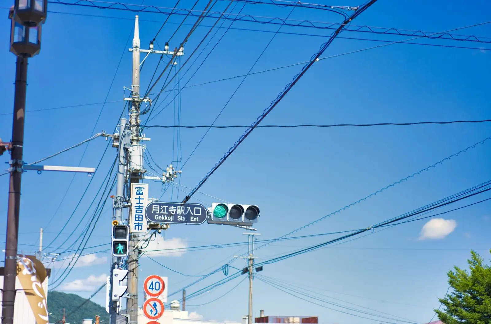 2025年华中地区园林绿化苗木选型趋势与市场动态分析