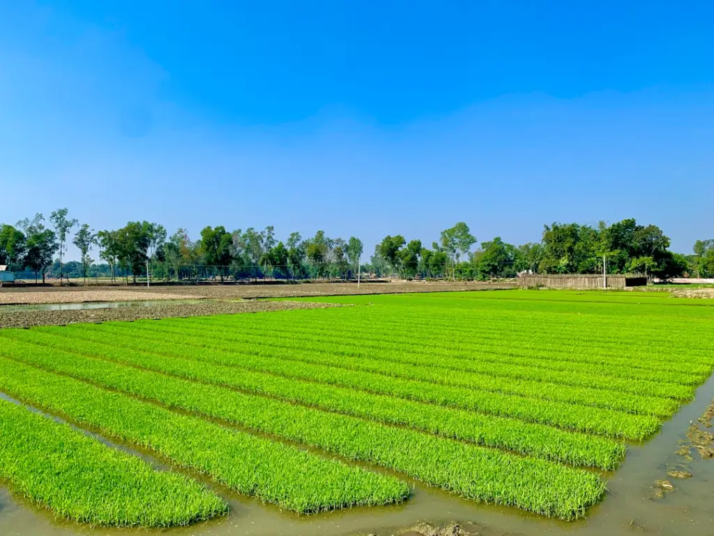 湖北市政园林绿化工程苗木选型与景观设计要点解析