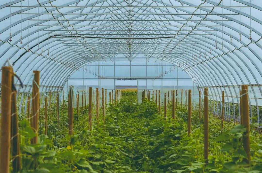 湖北及华中地区园林绿化苗木选购指南:从品种到规格全解析