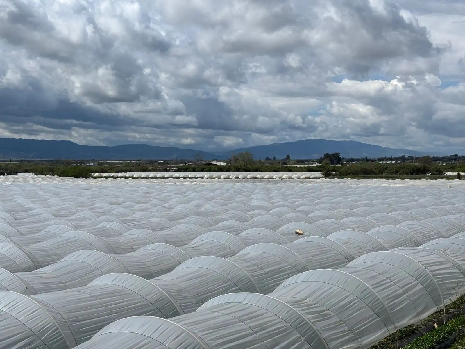 景观设计施工一体化方案在市政项目中的应用实践
