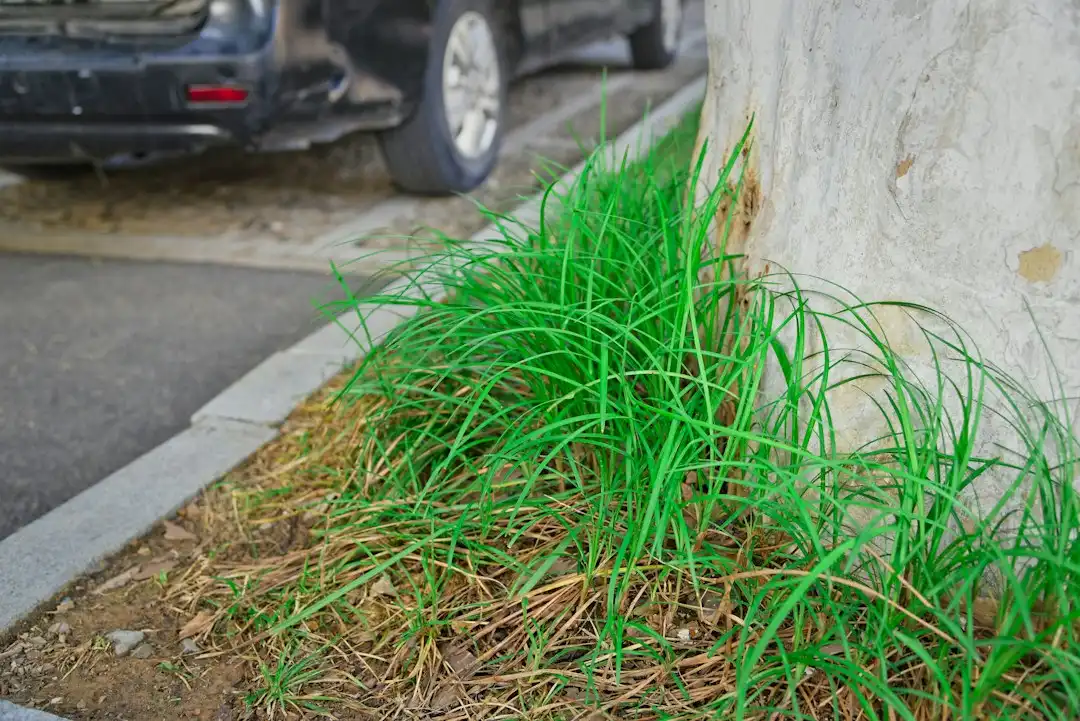 湖北市政园林绿化苗木选型指南:适应当地气候的景观植物推荐正文配图 2