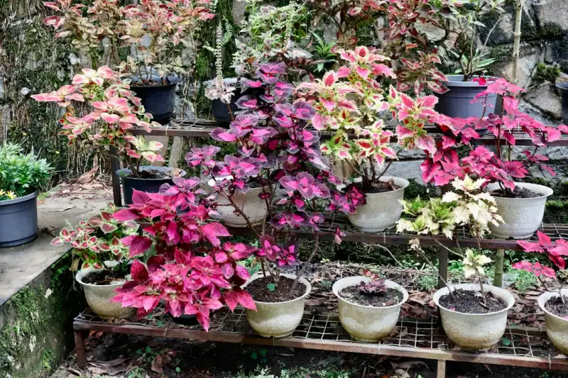 湖北省市政园林绿化工程中乡土苗木与景观植物选型要点解析正文配图 1